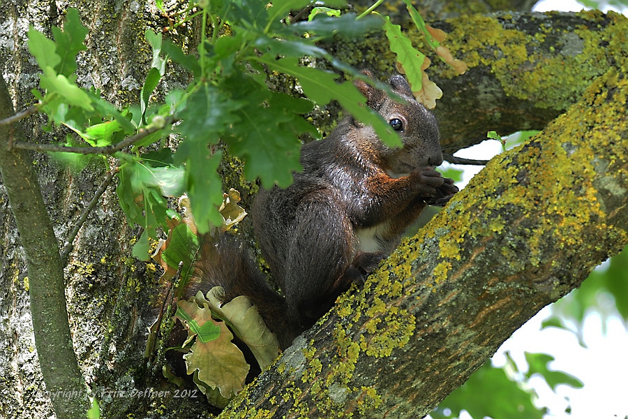 Eichhörnchen beim fressen