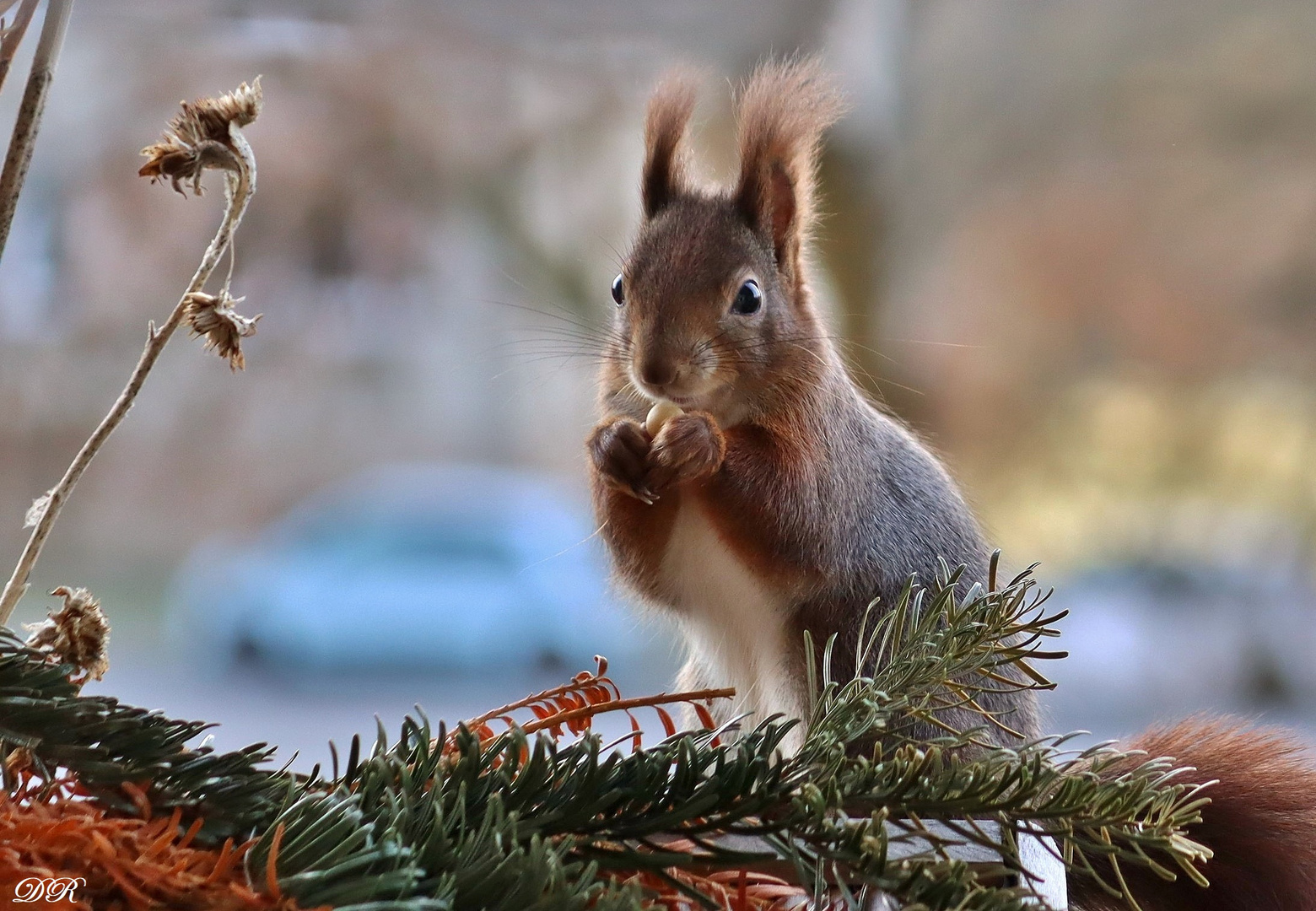Eichhörnchen beim fressen Foto & Bild fotos, natur, tiere Bilder auf