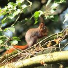 Eichhörnchen beim Fressen