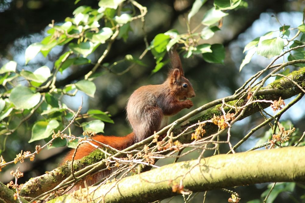 Eichhörnchen beim Fressen