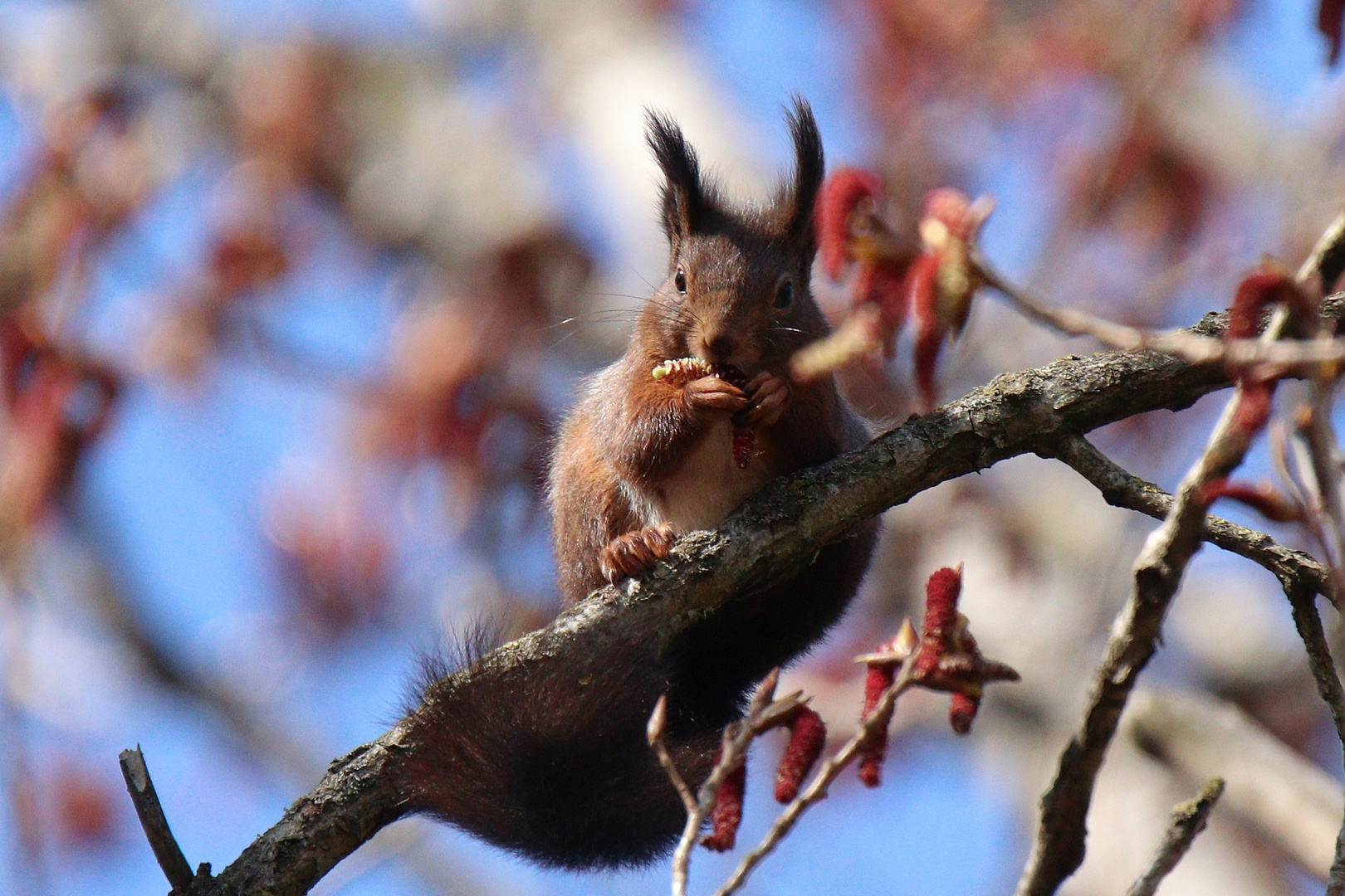 Eichhörnchen beim Fressen