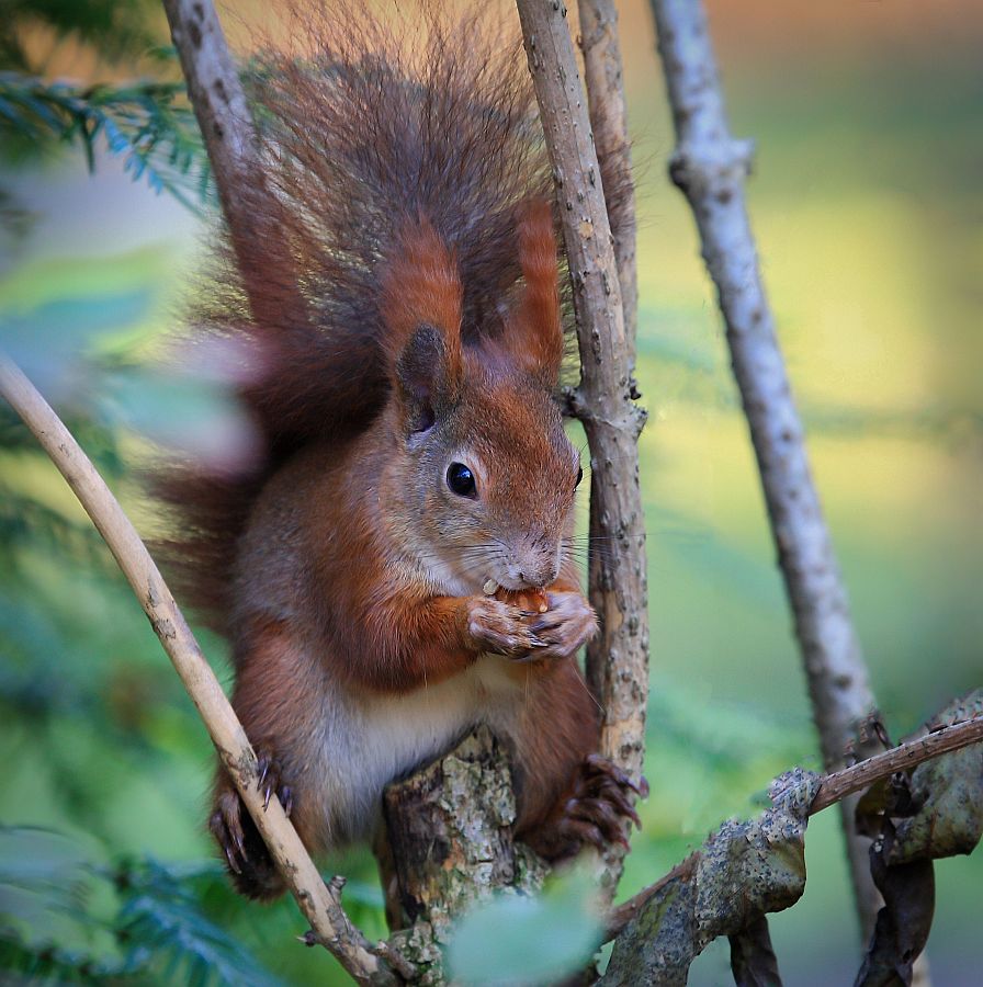 Eichhörnchen beim fressen im Baum