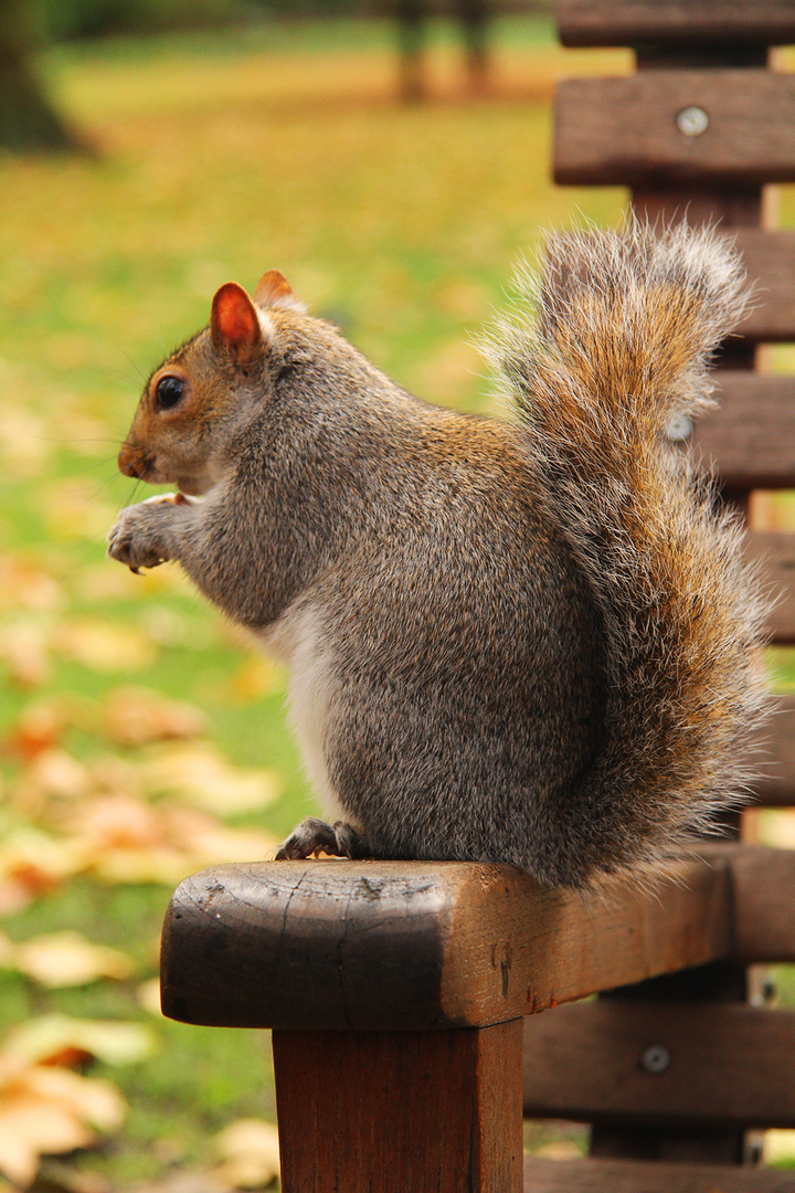 Eichhörnchen beim fressen im Hyde Park London