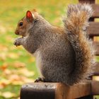 Eichhörnchen beim fressen im Hyde Park London