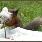 Eichhörnchen beim Frühjahrsputz