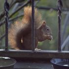 Eichhörnchen beim Frühstück