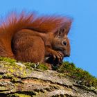 "Eichhörnchen beim Frühstück 2023"