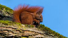 "Eichhörnchen beim Frühstück 2023"