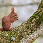 "Eichhörnchen beim Frühstück 2024"