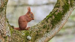 "Eichhörnchen beim Frühstück 2024"