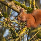 "Eichhörnchen beim Frühstück 2024"