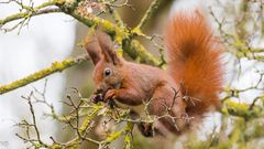 "Eichhörnchen beim Frühstück 2024"