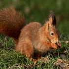 Eichhörnchen beim Frühstück