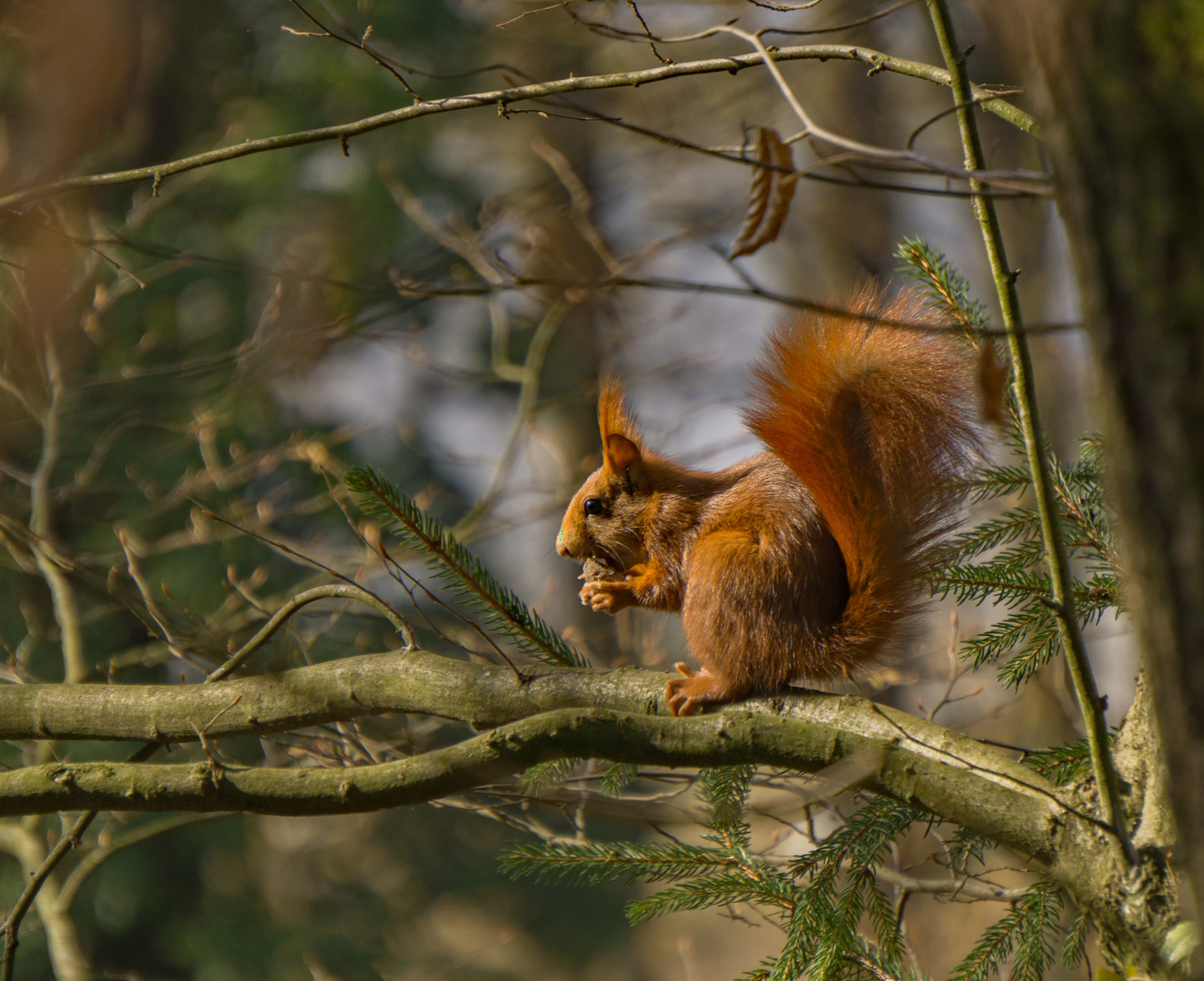 Eichhörnchen beim Frühstück 