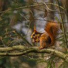 Eichhörnchen beim Frühstück 