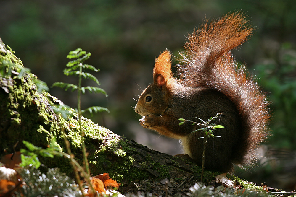 Eichhörnchen beim Frühstück