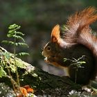 Eichhörnchen beim Frühstück