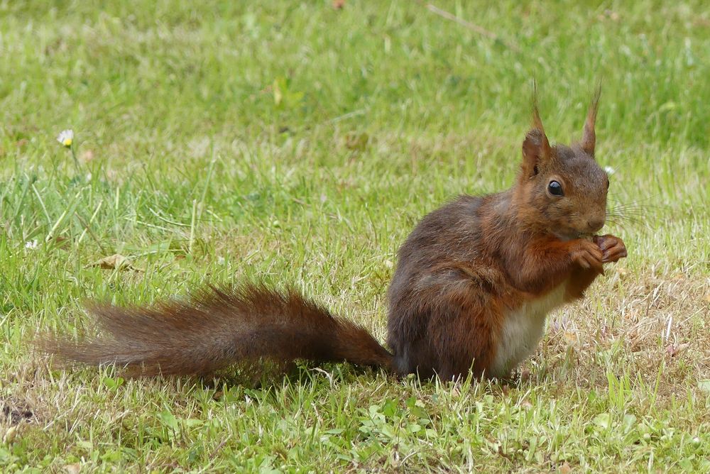 Eichhörnchen beim "Frühstück"