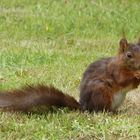 Eichhörnchen beim "Frühstück"