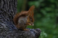 Eichhörnchen beim Frühstück
