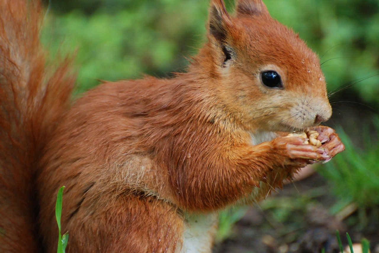 Eichhörnchen beim Frühstück Foto &amp; Bild tiere, wildlife, säugetiere