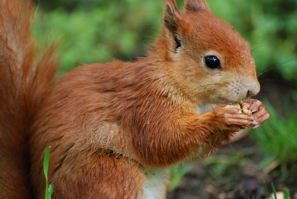 Eichhörnchen beim Frühstück