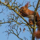 "Eichhörnchen beim Frühstück II 2024"