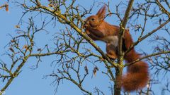 "Eichhörnchen beim Frühstück II 2024"