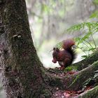 Eichhörnchen beim Futtern ;-)