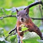 Eichhörnchen beim Futtern