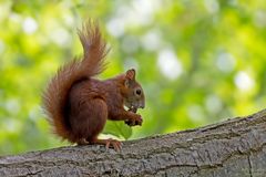 Eichhörnchen beim Futtern