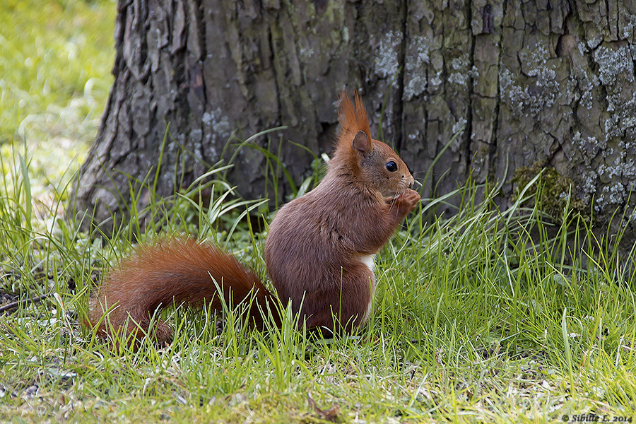 Eichhörnchen beim Futtern