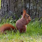 Eichhörnchen beim Futtern