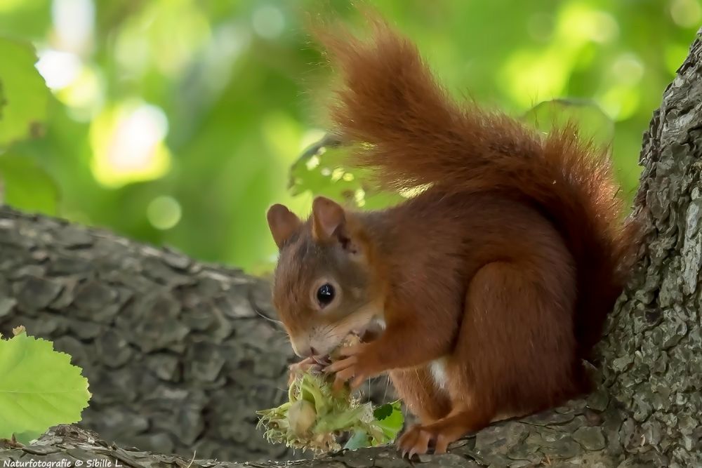 Eichhörnchen beim Futtern.