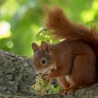 Eichhörnchen beim Futtern.