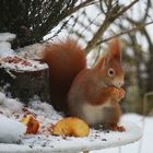 Eichhörnchen beim Futtern 