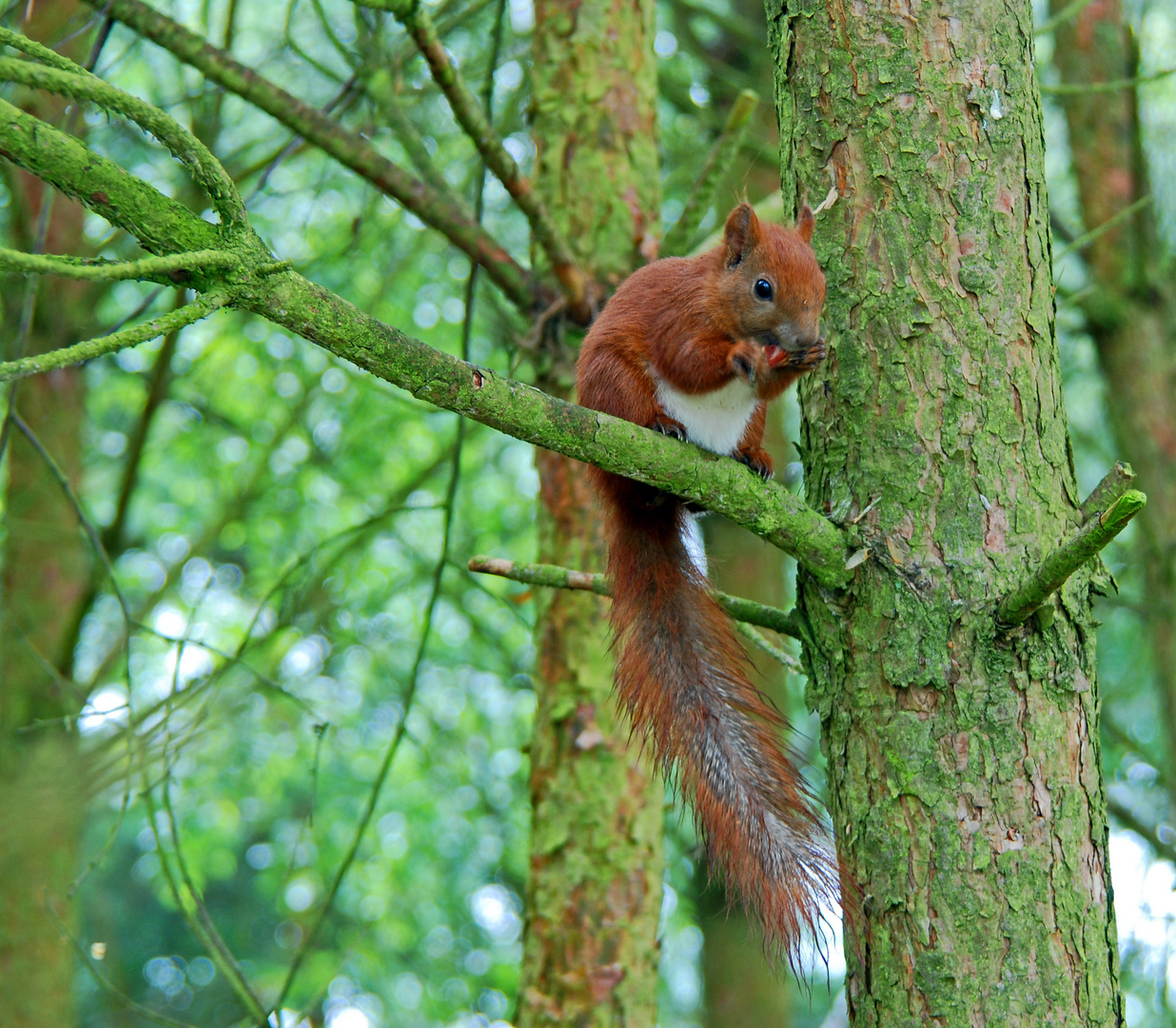 Eichhörnchen beim Futtern