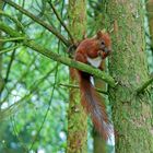 Eichhörnchen beim Futtern