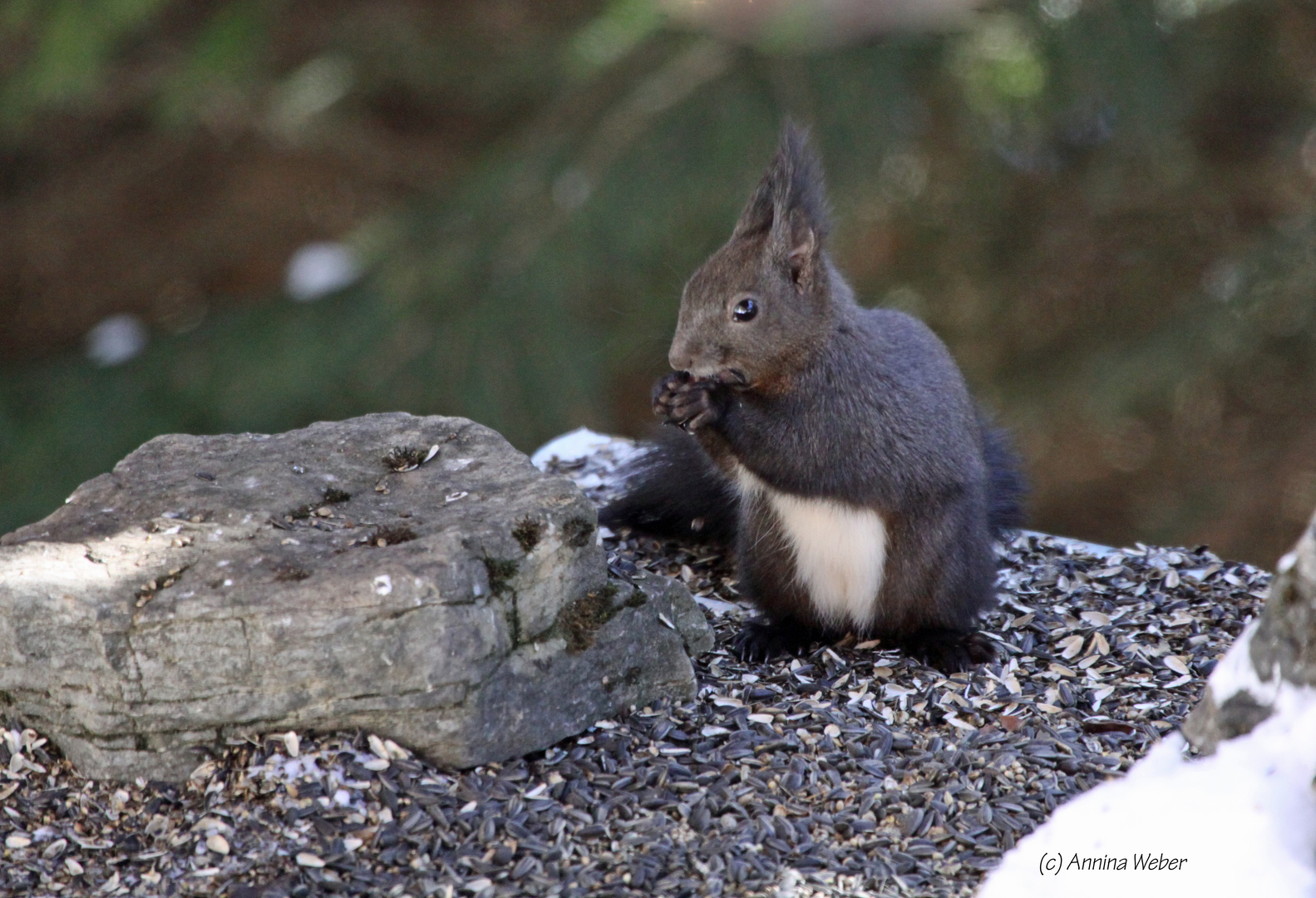 Eichhörnchen beim Futtern