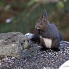 Eichhörnchen beim Futtern