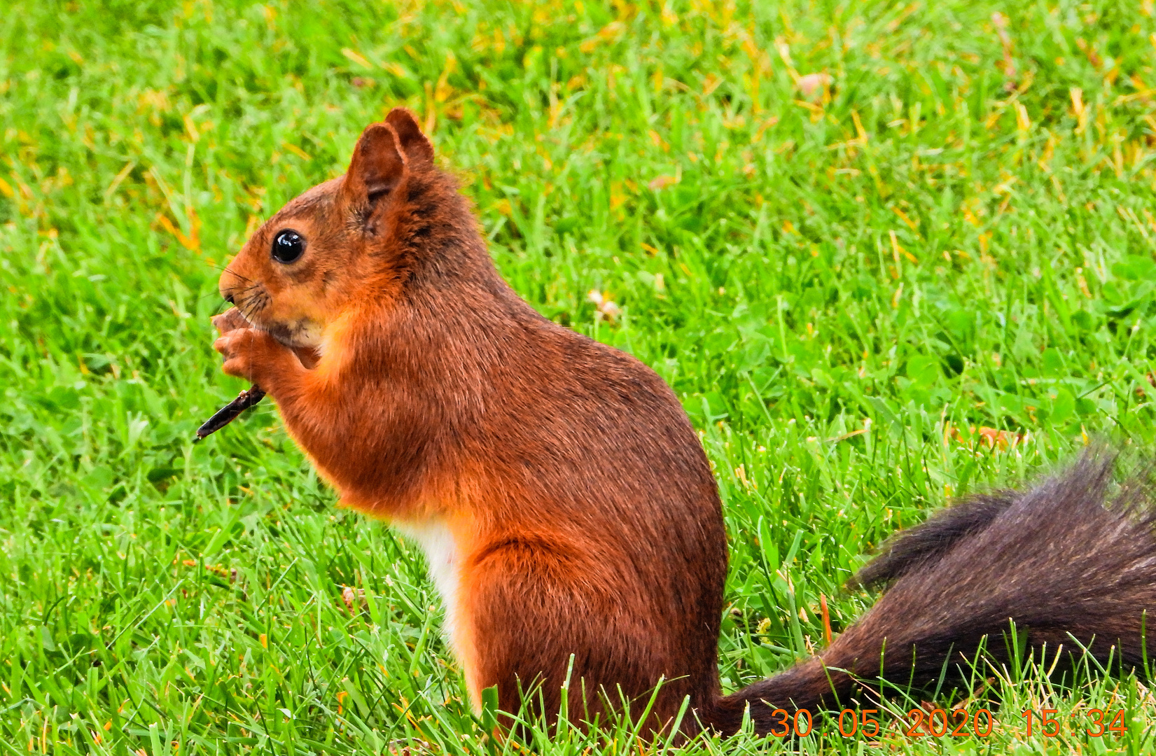 Eichhörnchen beim Futtern