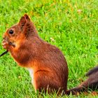 Eichhörnchen beim Futtern