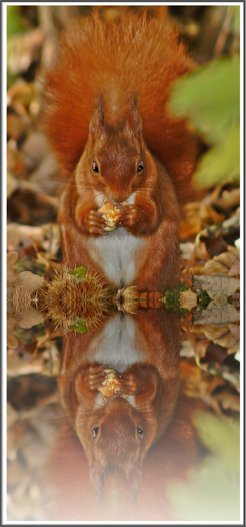 Eichhörnchen beim Futtern