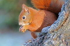 Eichhörnchen beim Futtern einer Walnuß