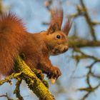 "Eichhörnchen beim Futtern im Baum 2024"