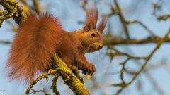 "Eichhörnchen beim Futtern im Baum 2024"