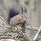 Eichhörnchen beim Genießen