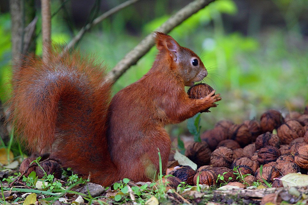 Eichhörnchen beim "hamstern"