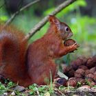 Eichhörnchen beim "hamstern"