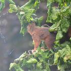 Eichhörnchen beim Hamstern